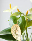 THIS ILK - BOUCLES ANTHURIUM PETITE