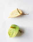 THIS ILK - BOUCLES ANTHURIUM PETITE